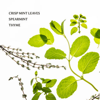 Fresh mint leaves, spearmint sprigs, and thyme herbs arranged on a white background.