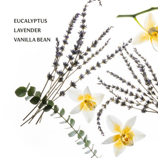 Eucalyptus sprigs, dried lavender stems, and white vanilla bean flowers on white background.
